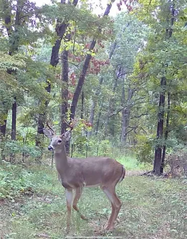 $239,900 | 0 Highway 32, Salem, MO 65560