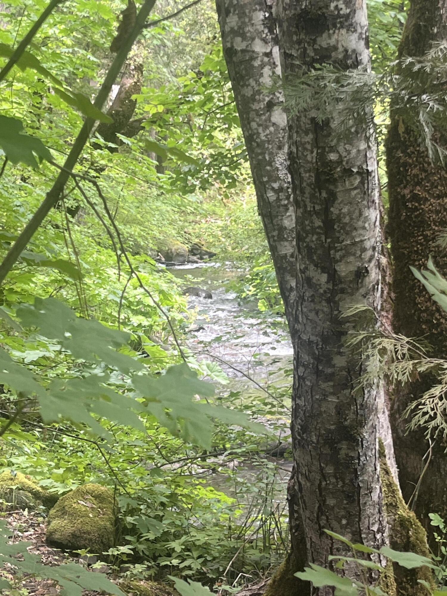 30303 Oak Run To Fern Road Whitmore, CA 96096 - Photo 67 of 75 Creek