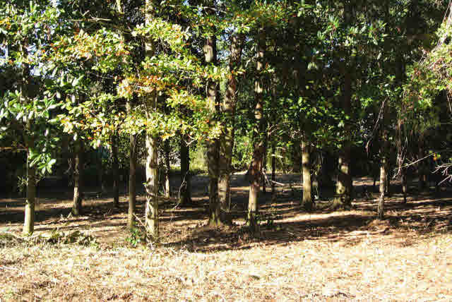0 Whittier Street Fairhope, AL 36532 - Photo 7 of 8 Lot for Sale Whittier Street Lot 55 Song Grove