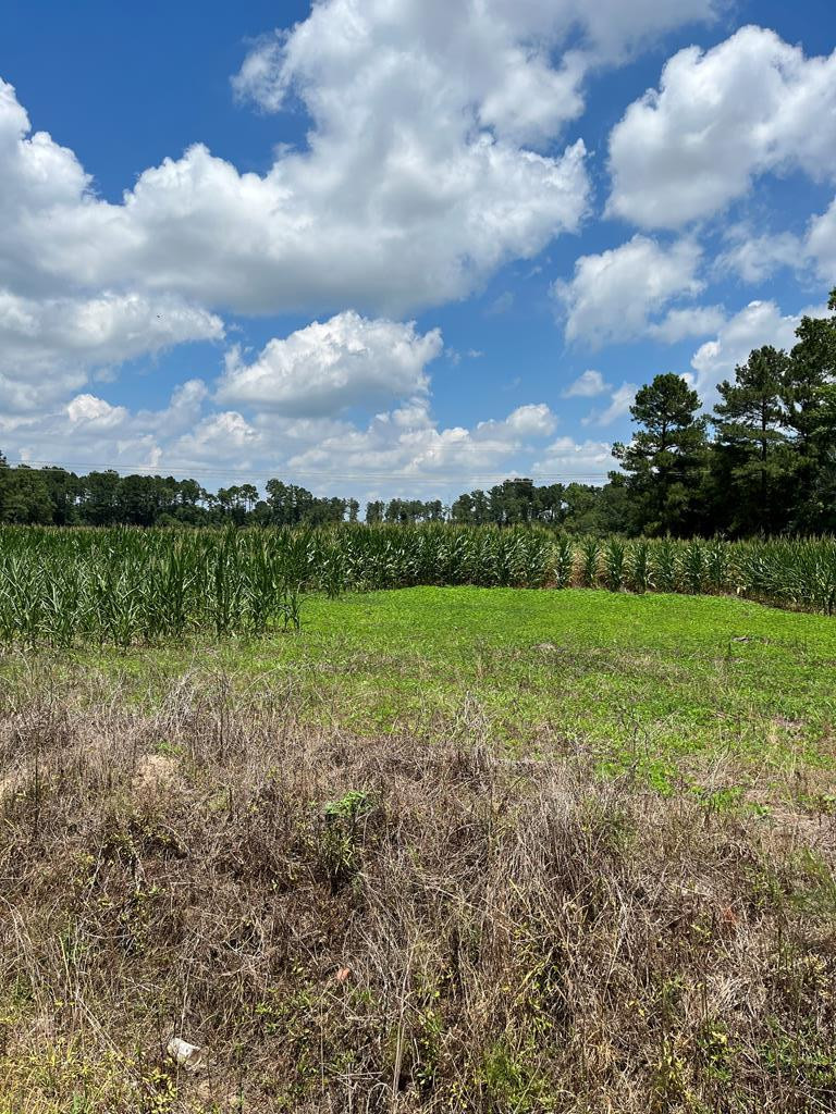 0 Berrywood Road Orangeburg, SC 29115 - Photo 1 of 12 Main View