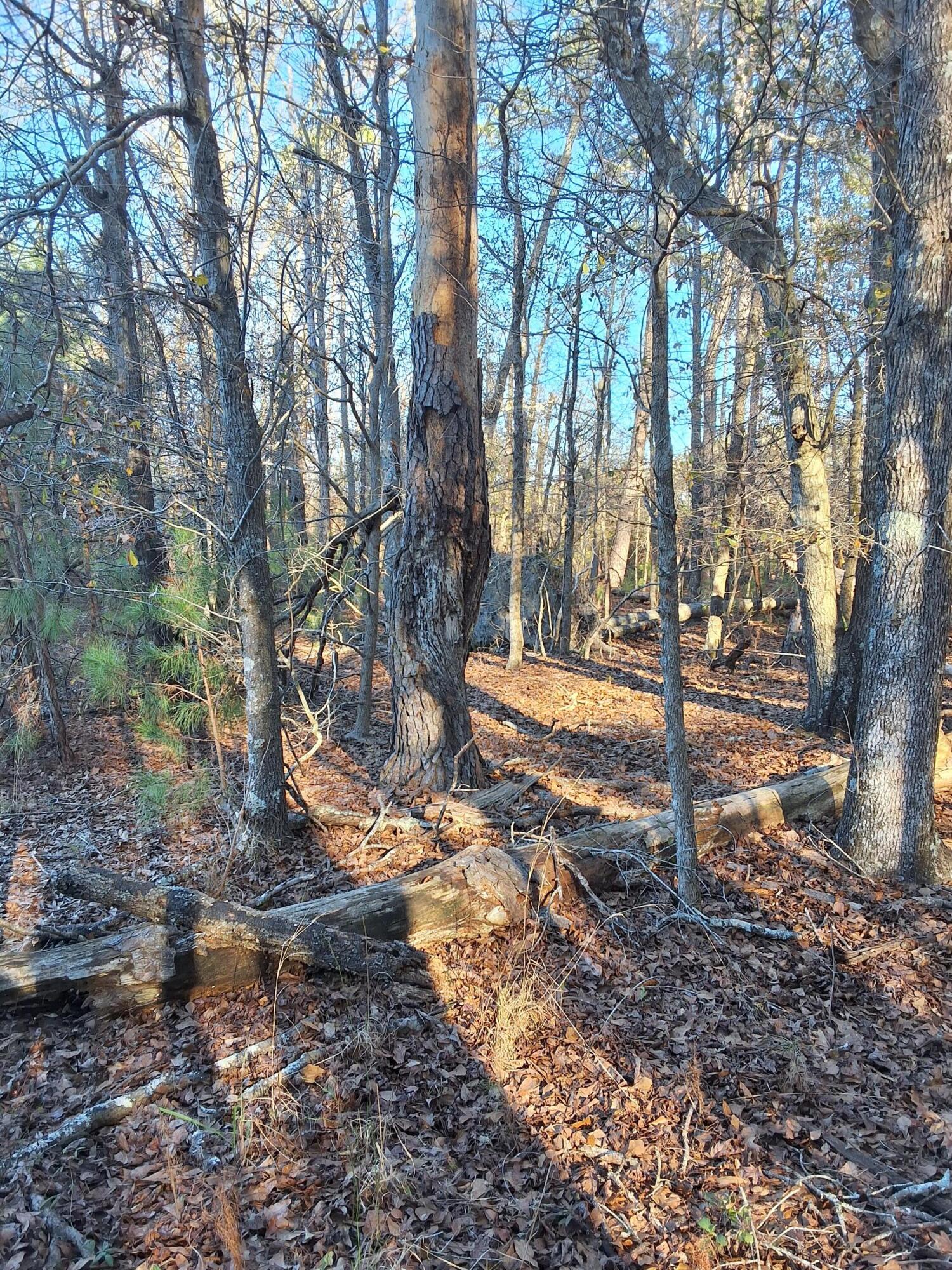 0 Berrywood Road Orangeburg, SC 29115 - Photo 11 of 12 20250101_094113