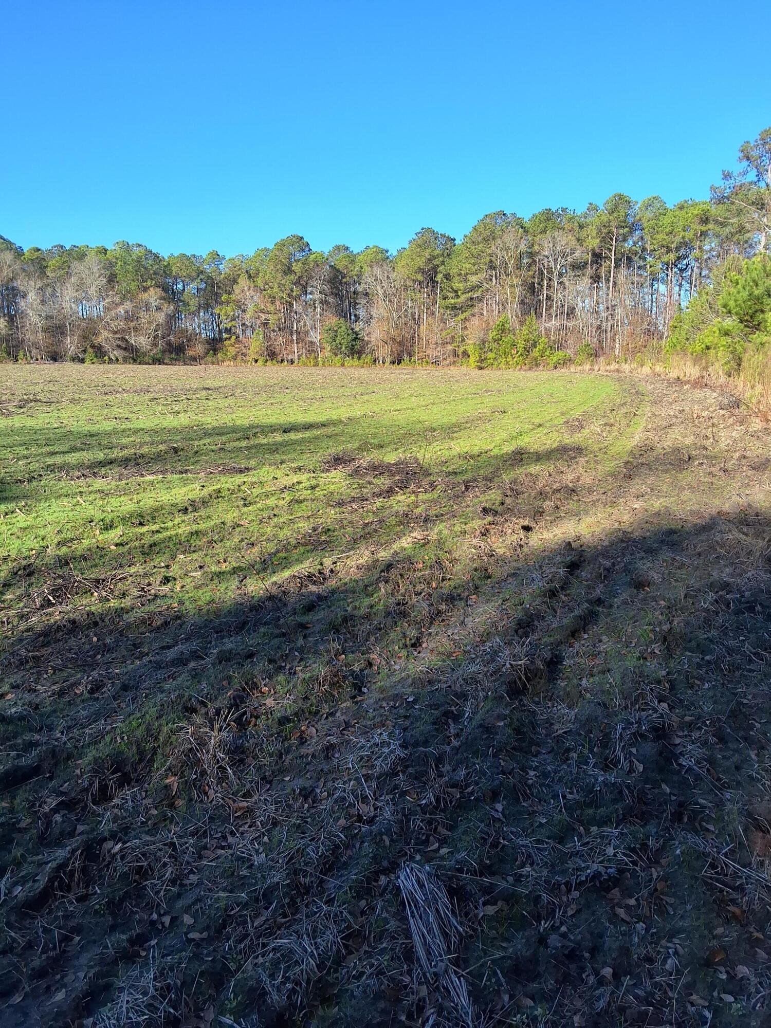 0 Berrywood Road Orangeburg, SC 29115 - Photo 12 of 12 20250101_094817