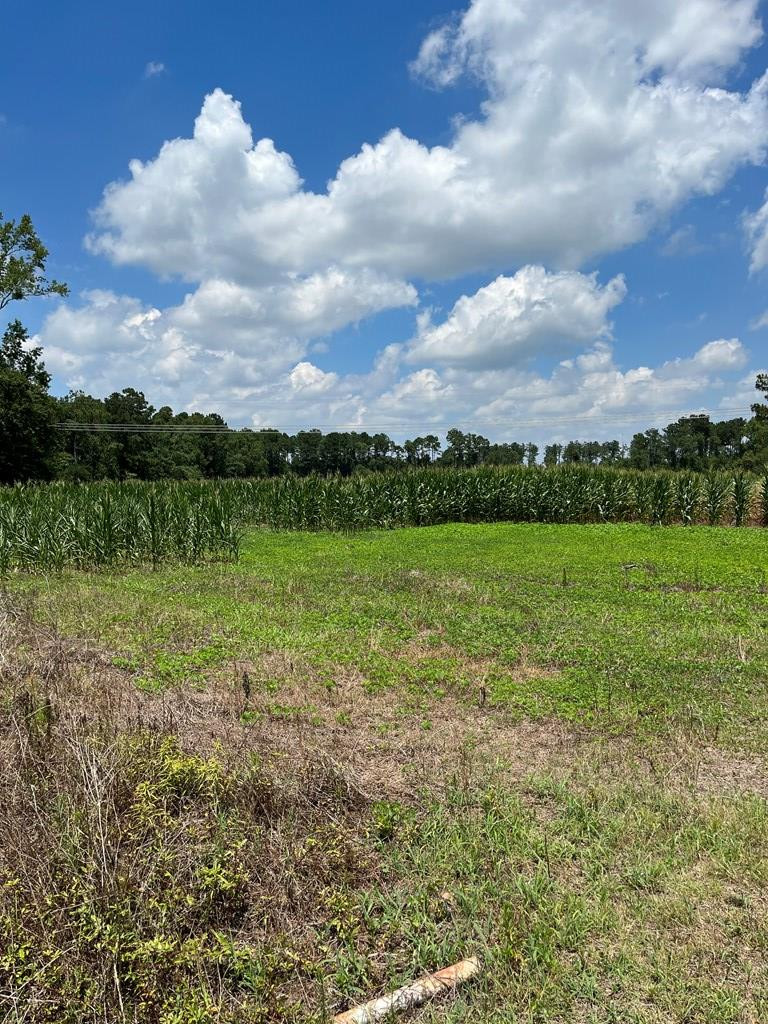 0 Berrywood Road Orangeburg, SC 29115 - Photo 2 of 12 Photo 2