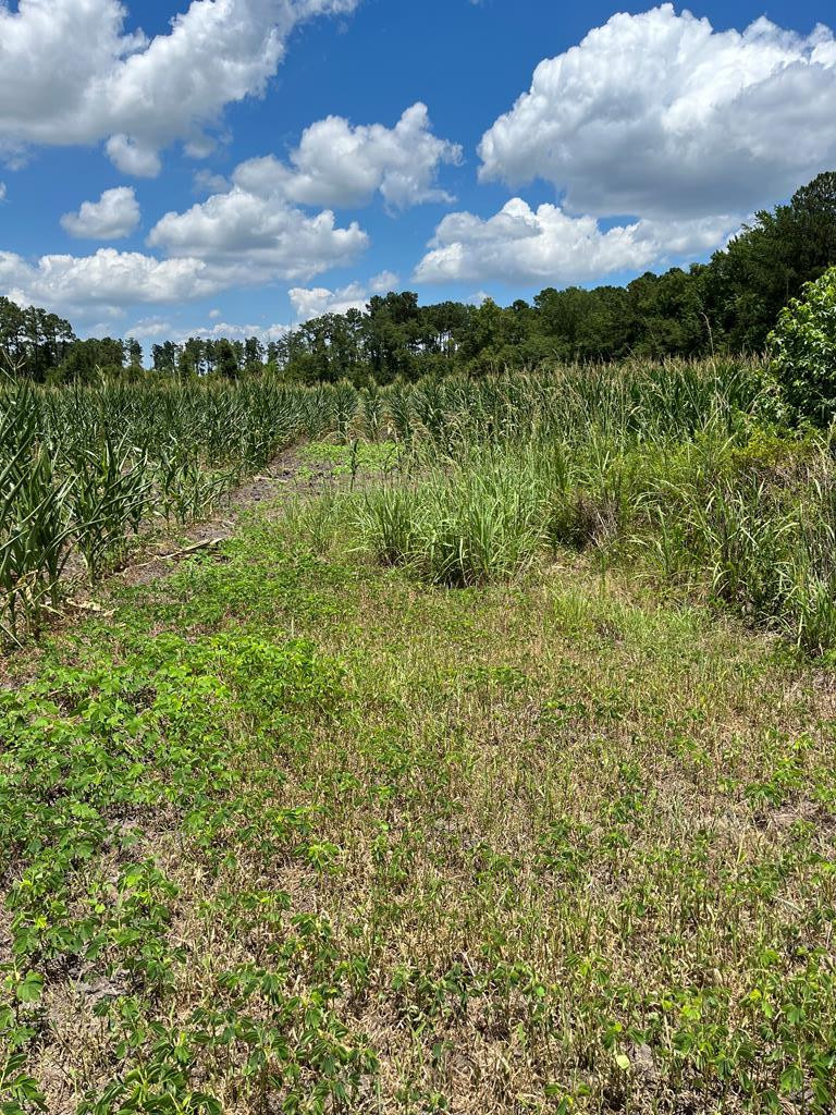0 Berrywood Road Orangeburg, SC 29115 - Photo 3 of 12 Photo 3