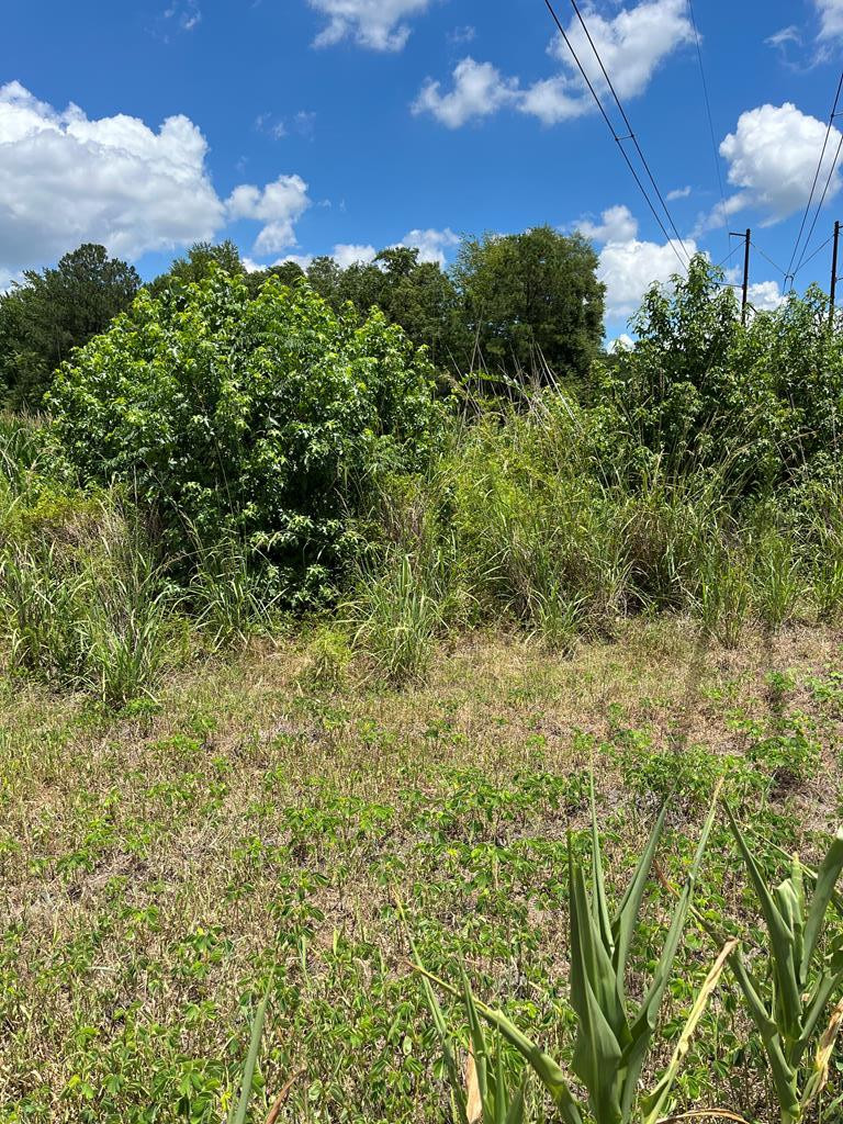 0 Berrywood Road Orangeburg, SC 29115 - Photo 4 of 12 Photo 4