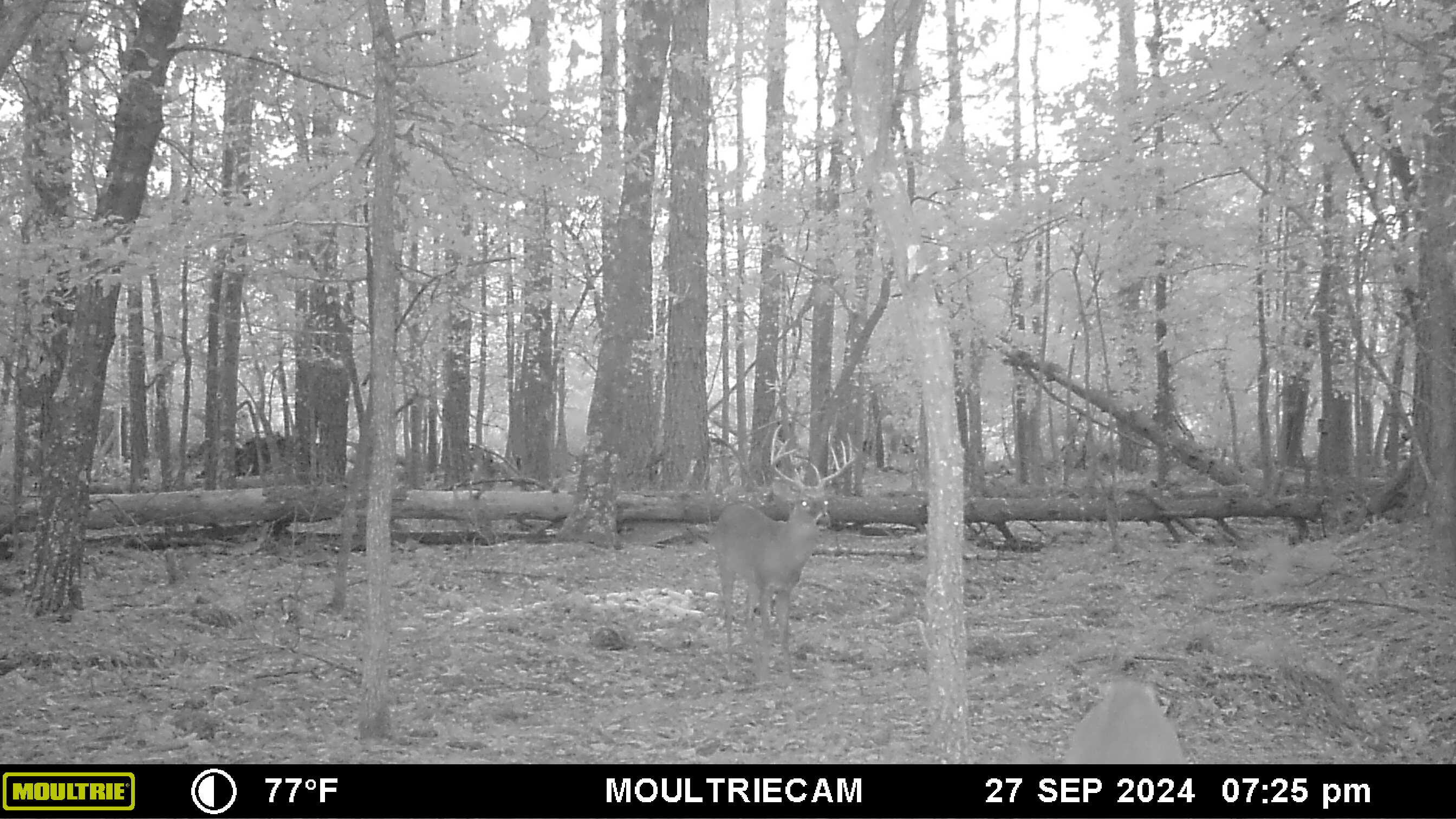0 Berrywood Road Orangeburg, SC 29115 - Photo 7 of 12 MFDC7053 (2)