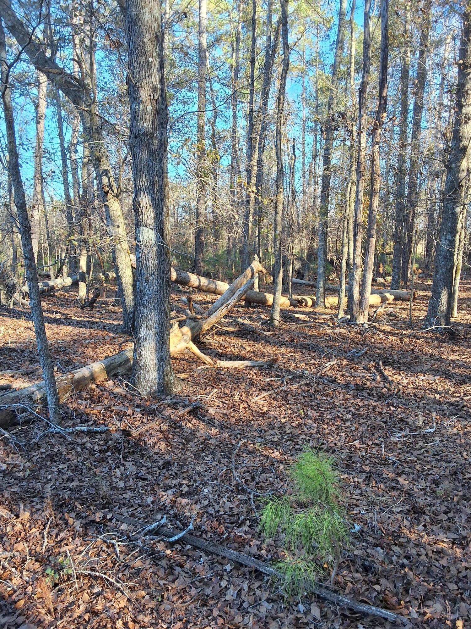0 Berrywood Road Orangeburg, SC 29115 - Photo 9 of 12 20250101_094109