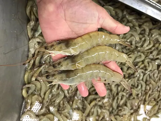 a view of a terrace with wooden floor and lake view