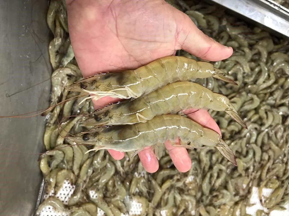 7979 Goyo Garcia Road Raymondville, TX 78580 - Photo 2 of 16