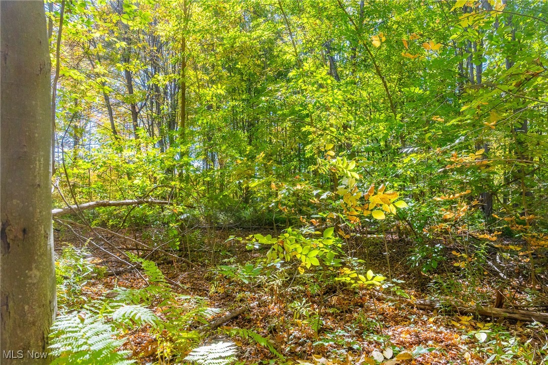 529 Furnace Road Conneaut, OH 44030 - Photo 13 of 37 View of wooded area