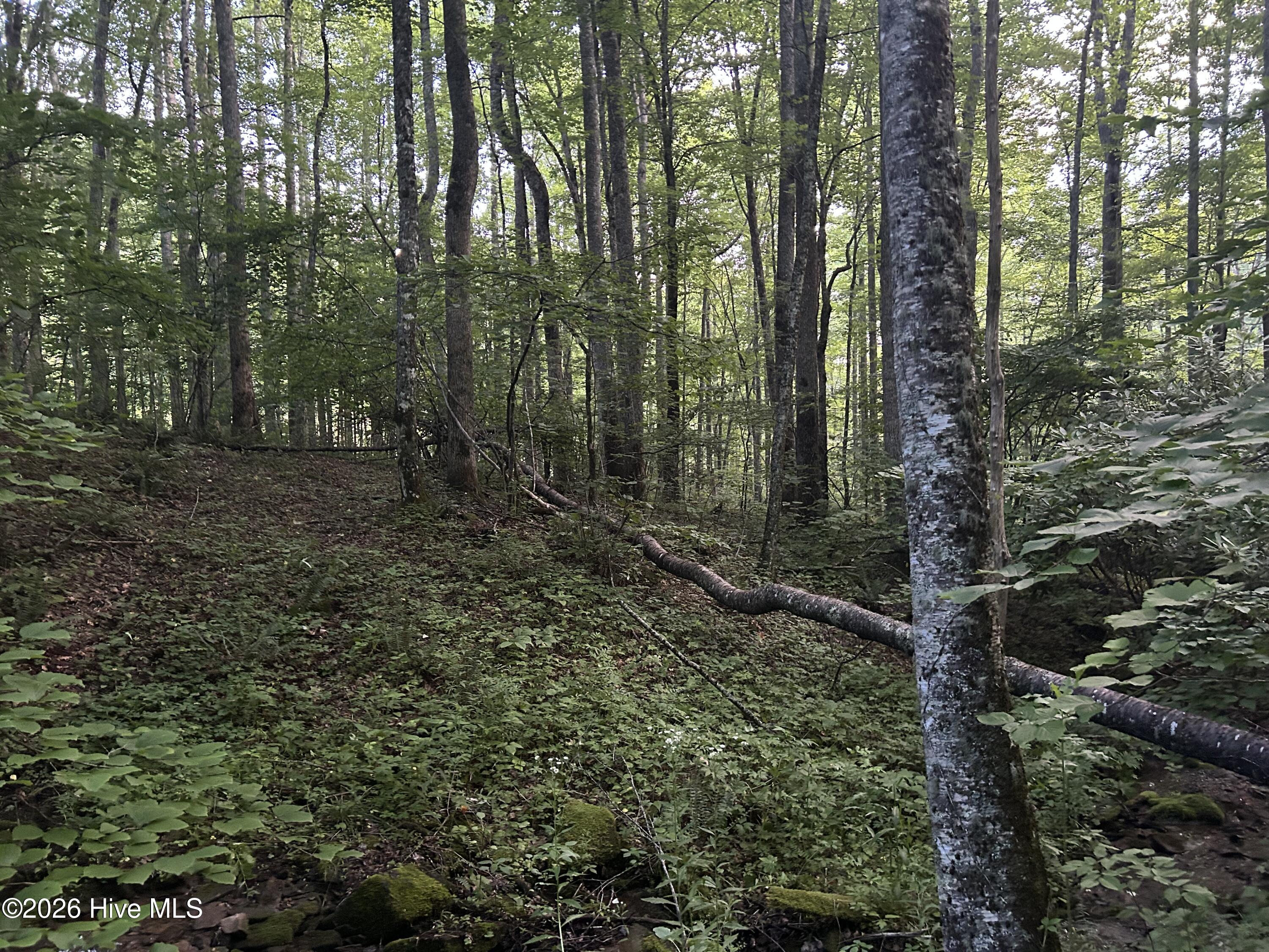 0 Otter Creek Road Topton, NC 28781 - Photo 15 of 20