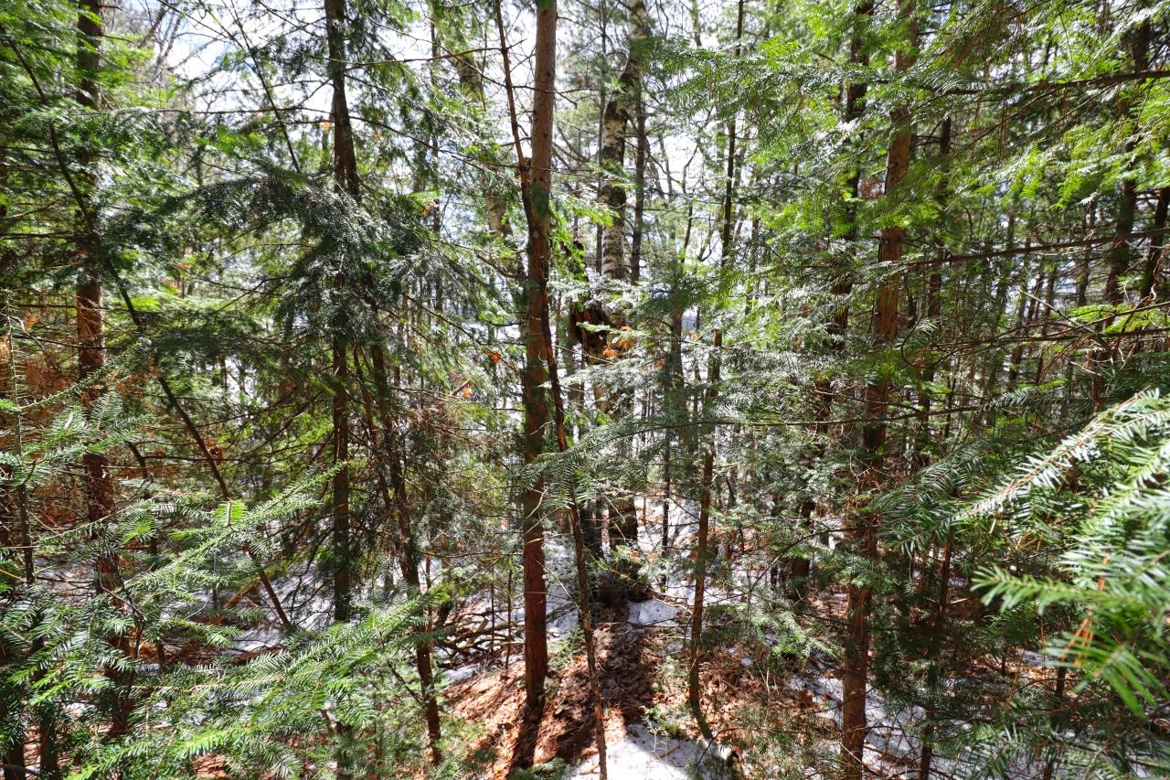 3789 Chain O Lakes Road Eagle River, WI 54521 - Photo 23 of 39 Gallery Image 23