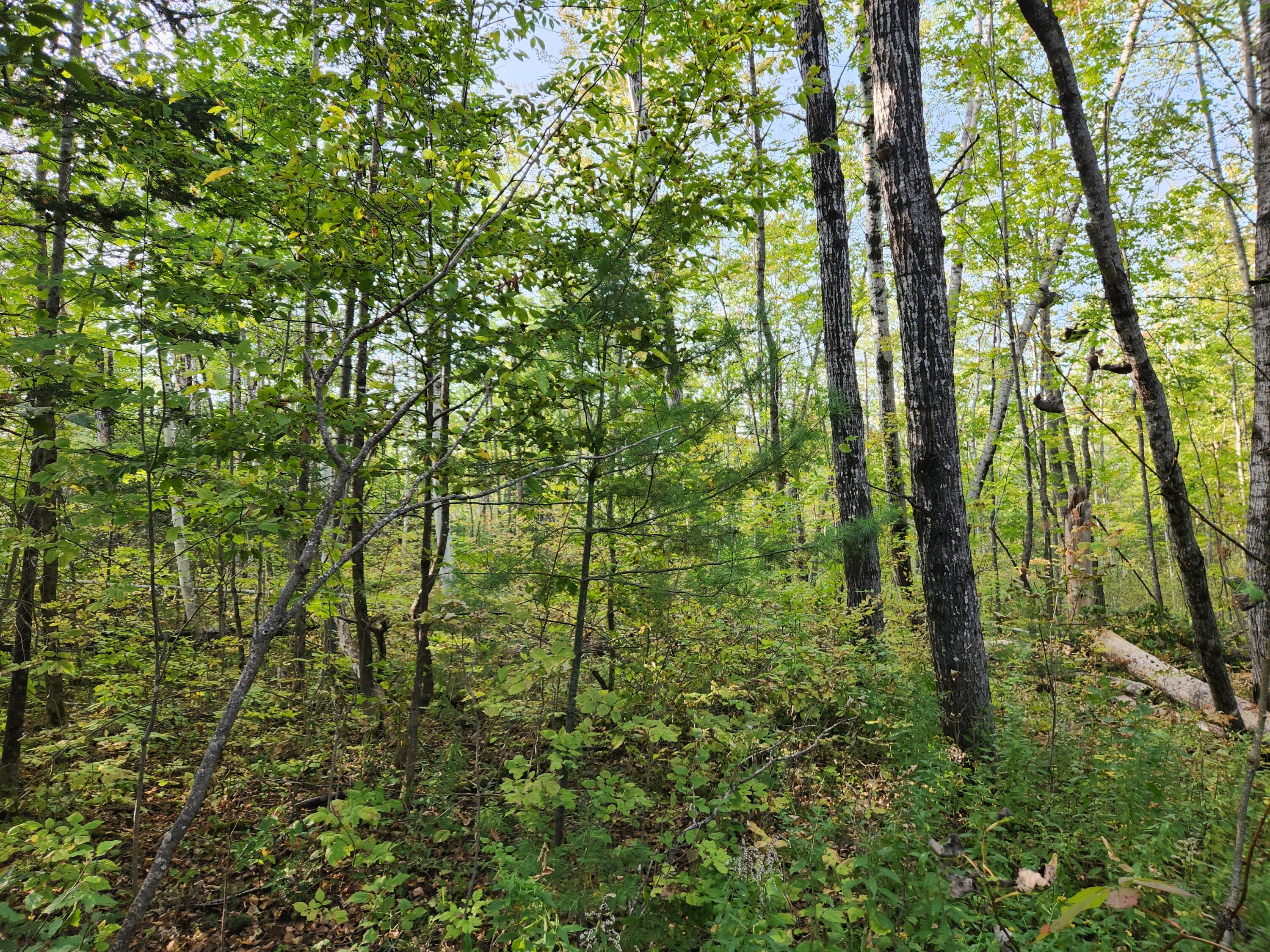 261 Phillips Road Weld, ME 04285 - Photo 13 of 16 20230926_163125
