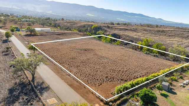 a view of a tree in a field with a tree in the background