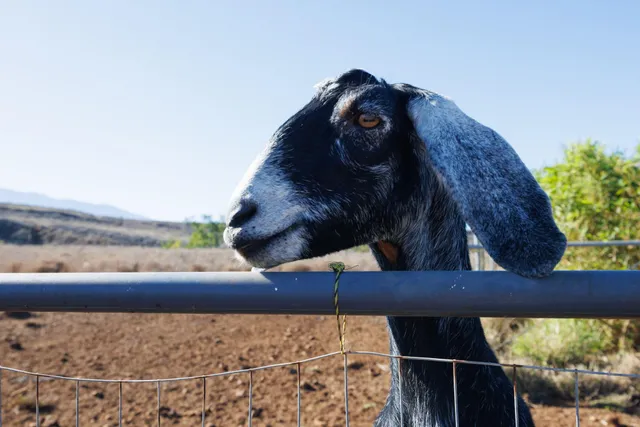 $999,000 | 182 Hoomaikai Place, Unit B, Kula, HI 96790