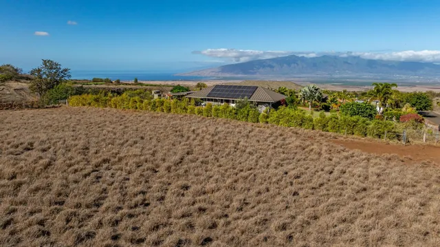a view of a tennis court with a large tree in the background