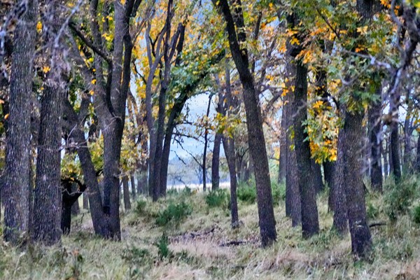 16033 Door Key Road San Angelo, TX 76904 - Photo 11 of 100 a backyard of a house with lots of trees