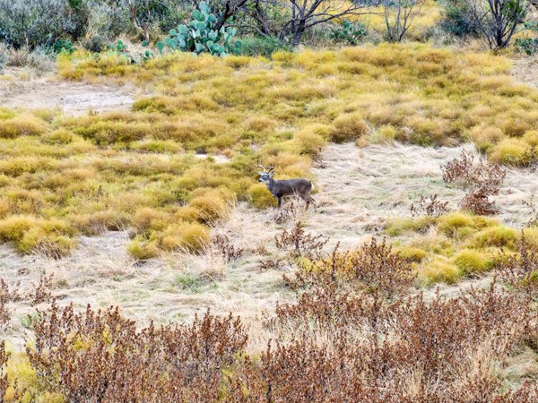 16033 Door Key Road San Angelo, TX 76904 - Photo 15 of 100 a view of a yard with a trees