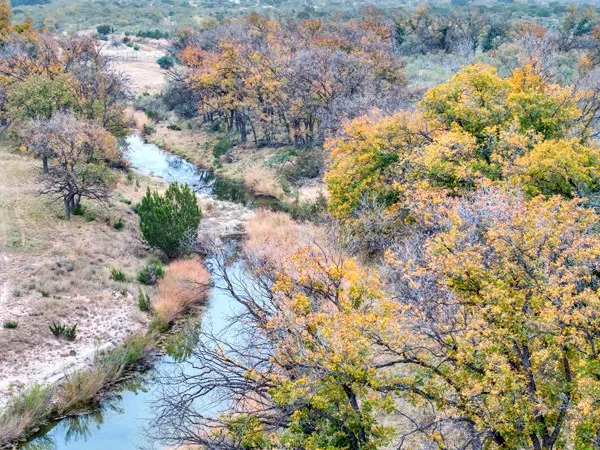 a view of a forest with large trees