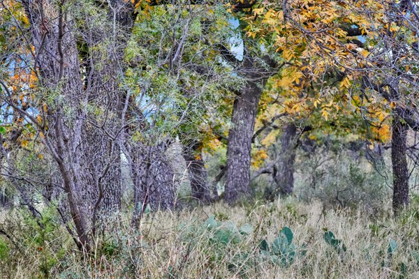 16033 Door Key Road San Angelo, TX 76904 - Photo 70 of 100