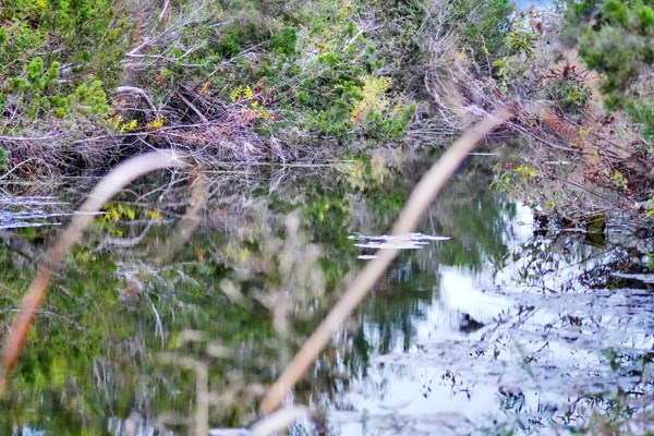 16033 Door Key Road San Angelo, TX 76904 - Photo 73 of 100 a picture of a tree with a plant