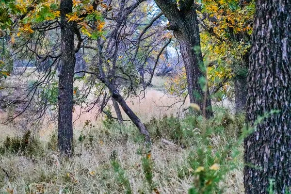 $2,550,000 | 16033 Door Key Road, San Angelo, TX 76904