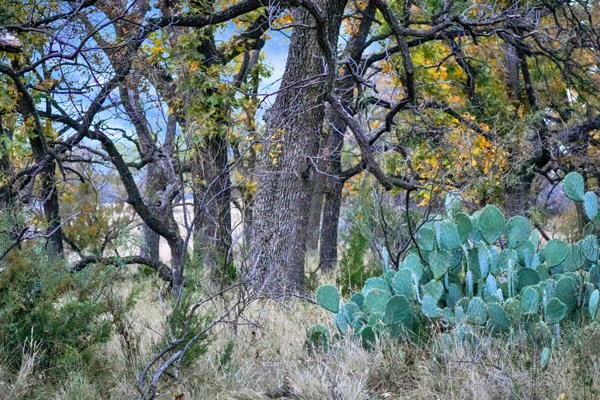 16033 Door Key Road San Angelo, TX 76904 - Photo 80 of 100