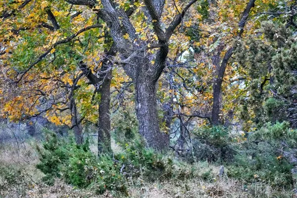 $2,550,000 | 16033 Door Key Road, San Angelo, TX 76904