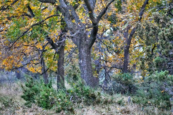 16033 Door Key Road San Angelo, TX 76904 - Photo 97 of 100