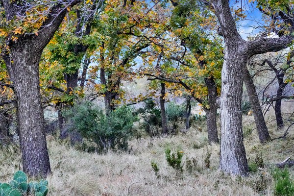 16033 Door Key Road San Angelo, TX 76904 - Photo 10 of 100 a view of a forest with large trees