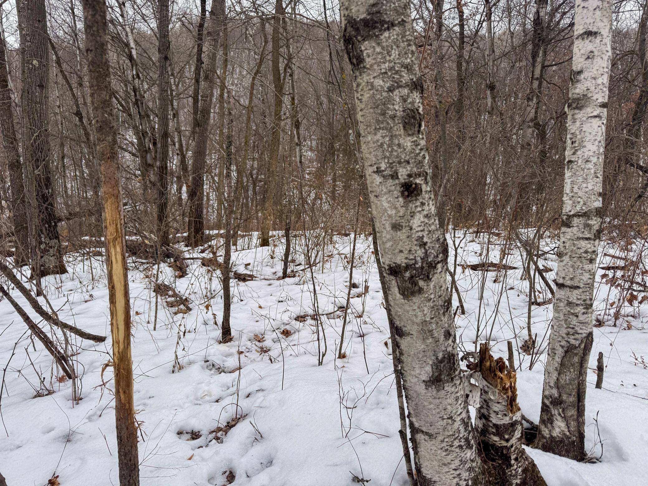 W3740 Evenson Road Mindoro, WI 54644 - Photo 34 of 53