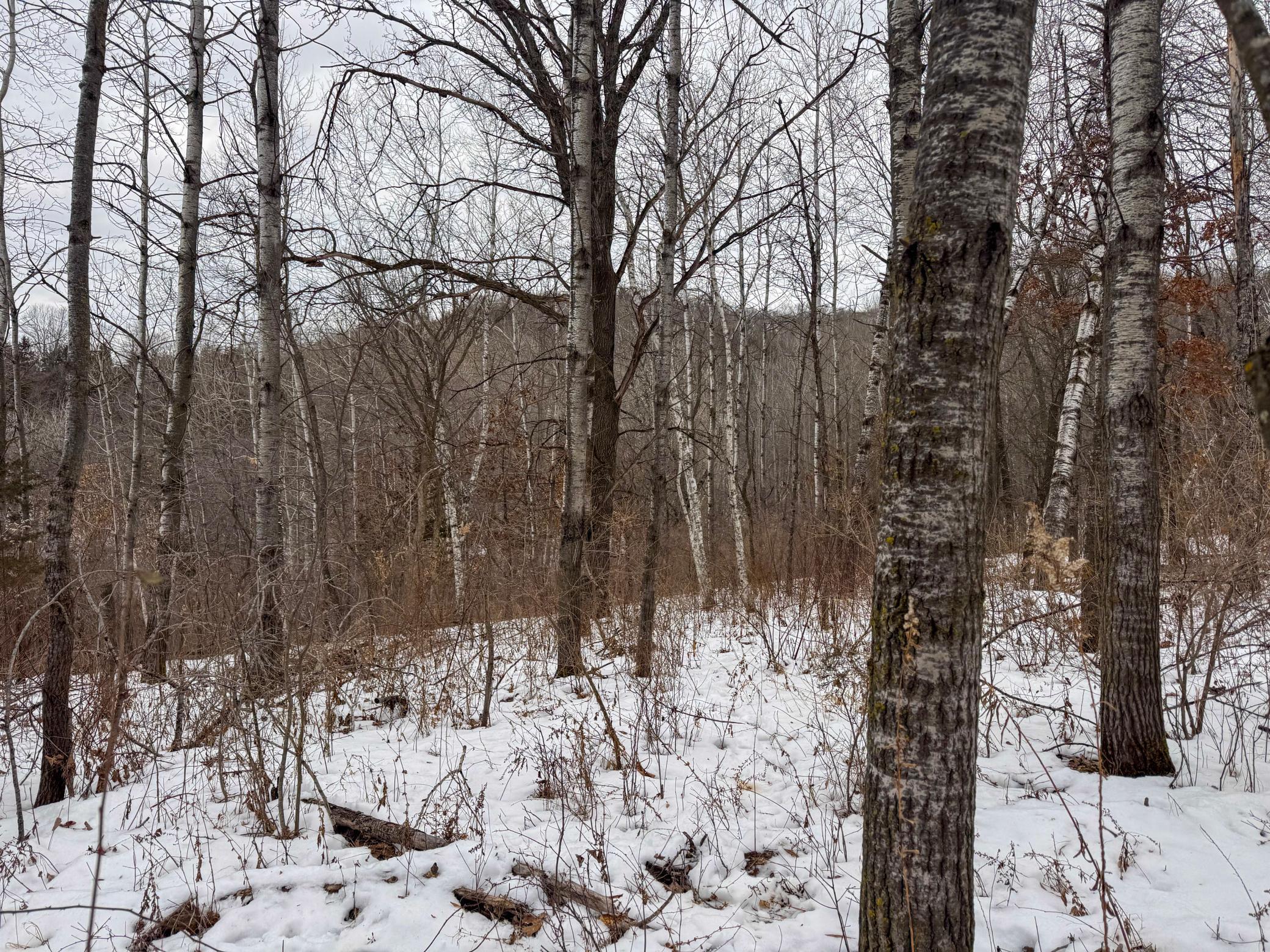 W3740 Evenson Road Mindoro, WI 54644 - Photo 35 of 53