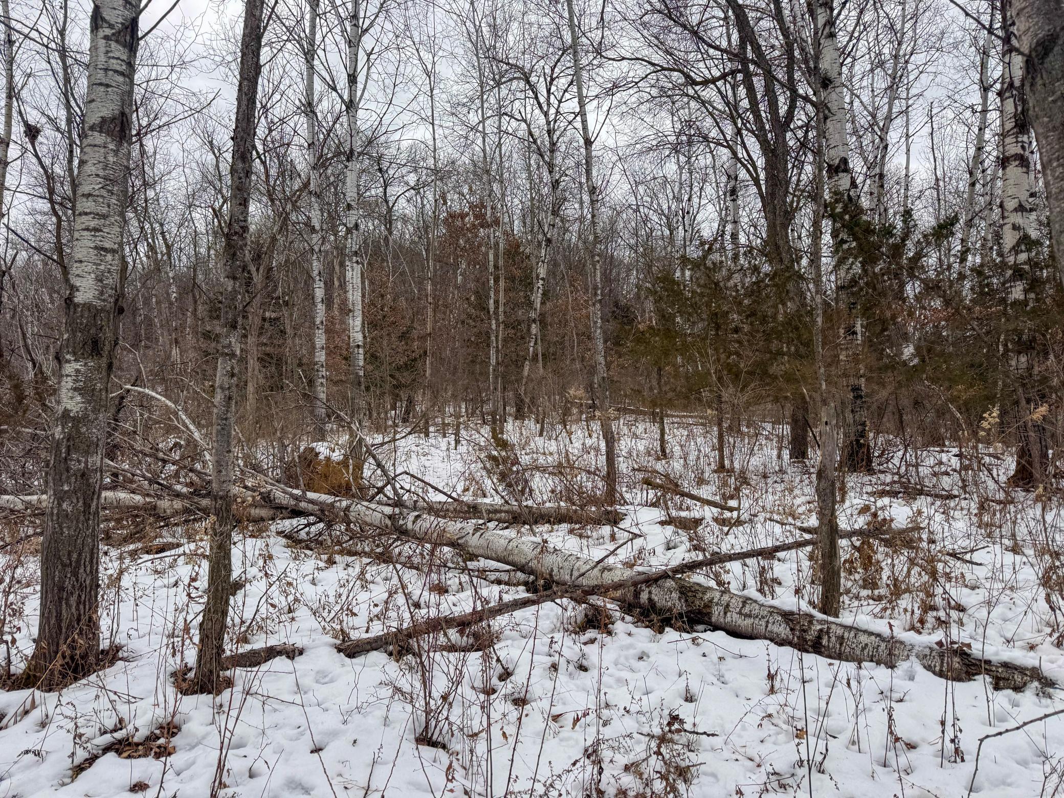 W3740 Evenson Road Mindoro, WI 54644 - Photo 36 of 53