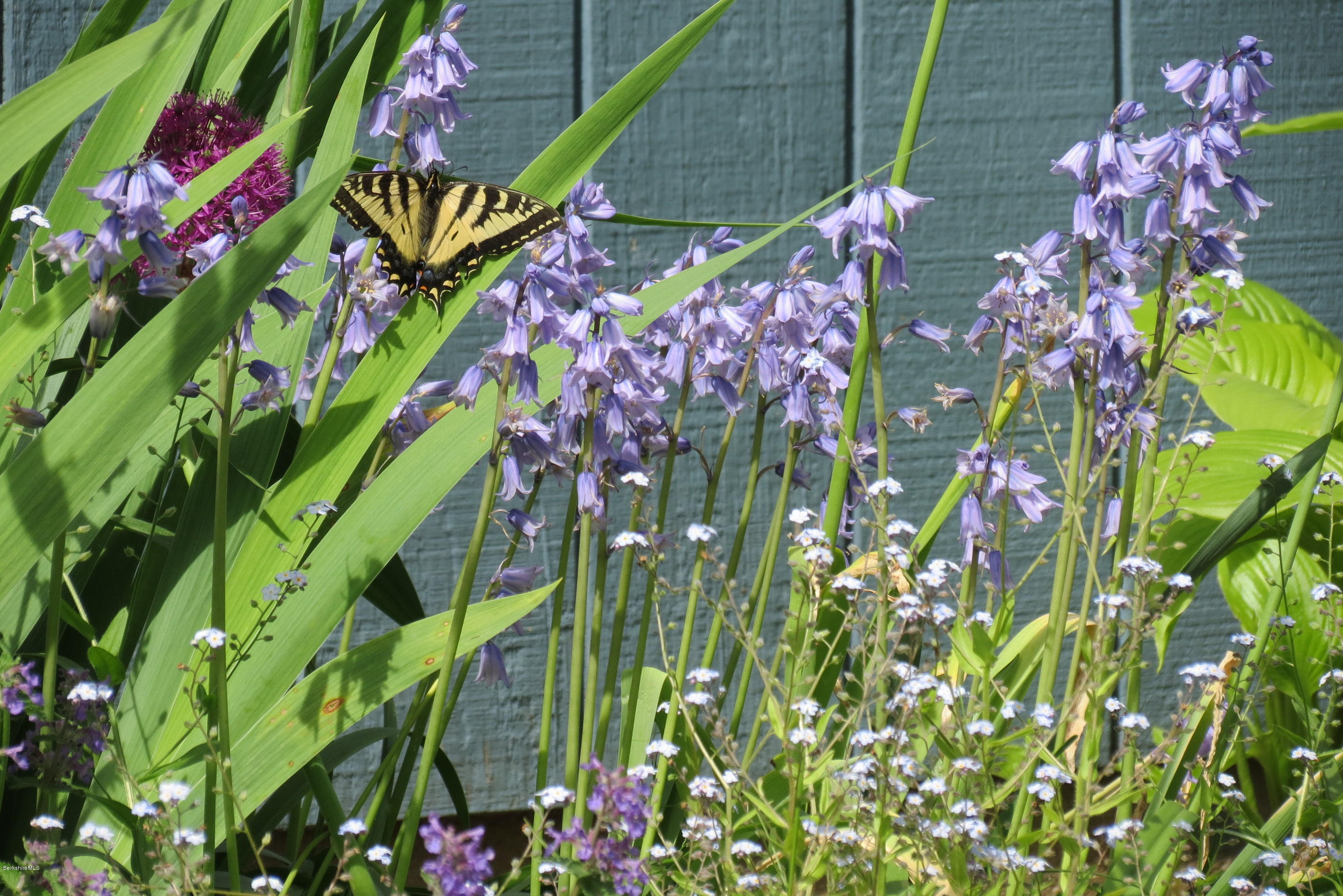 1304 Main Road Savoy, MA 01256 - Photo 21 of 28 a picture of flowers