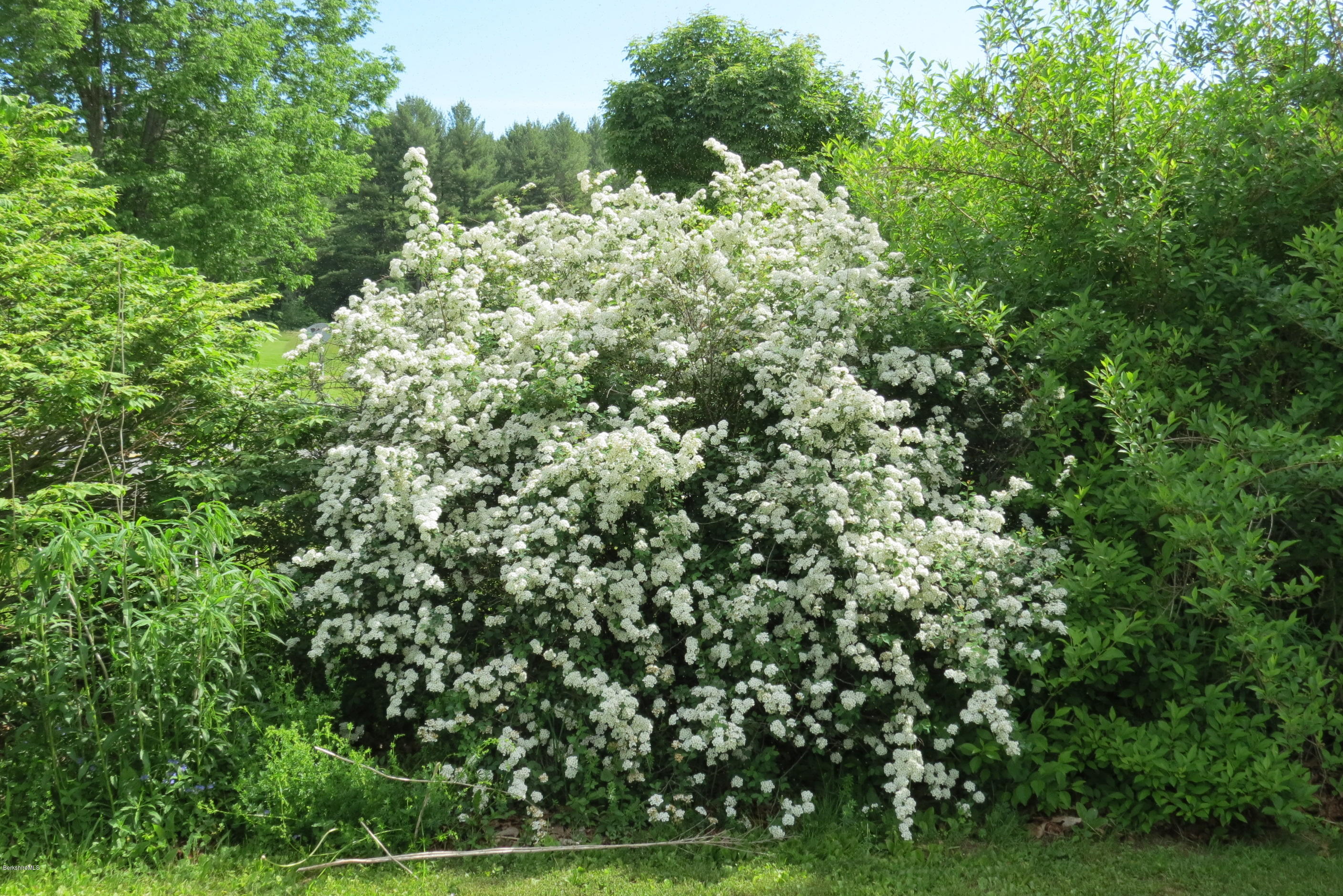 1304 Main Road Savoy, MA 01256 - Photo 26 of 28 a view of a bunch of trees