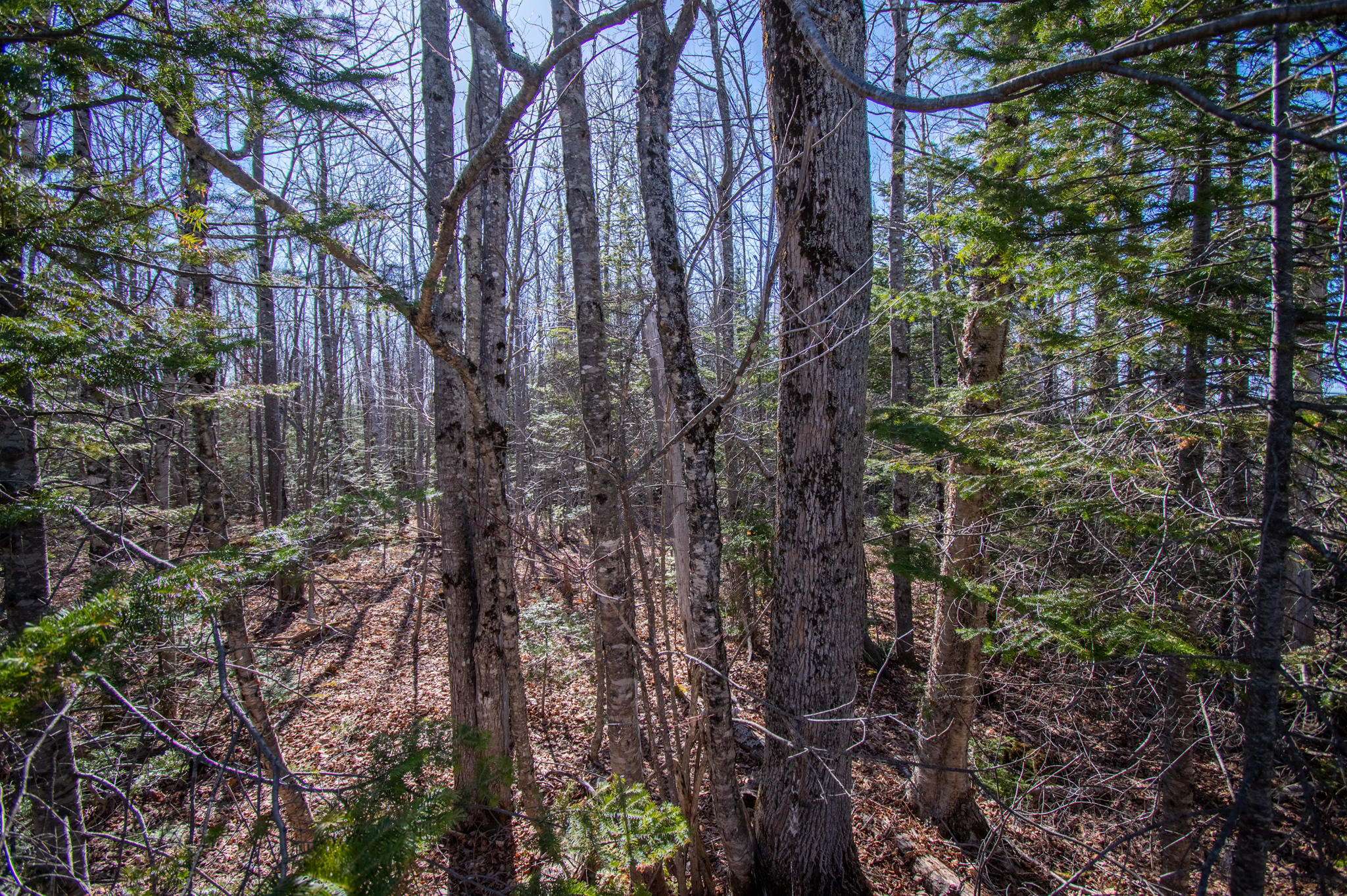 Lot 5 Drew Road Greenville, ME 04441 - Photo 5 of 9 DSC_0169-HDR