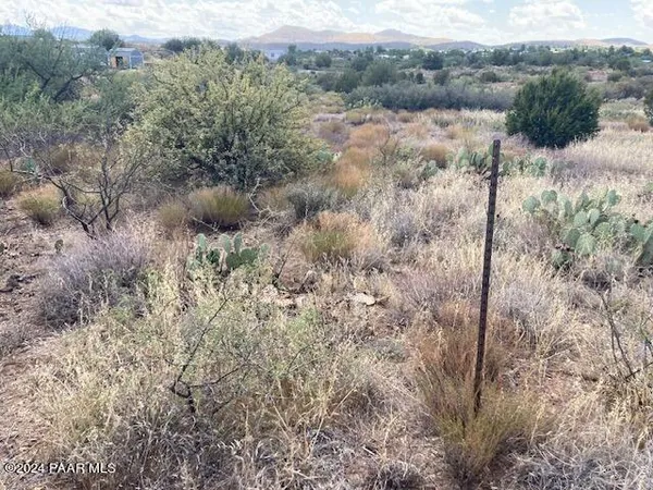 a view of a forest with a tree
