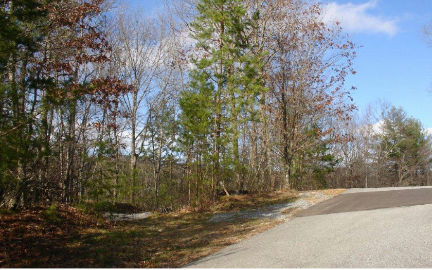 L380 North Dream Catcher Blue Ridge, GA 30513 - Photo 1 of 1 a view of a yard with an tree