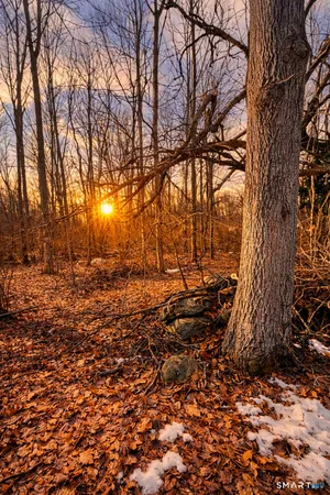 a view of covered with green space