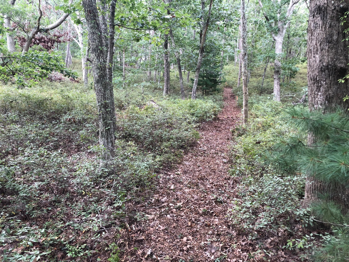 200 Golf Club Road Vineyard Haven, MA 02568 - Photo 2 of 15 New brush-cut path