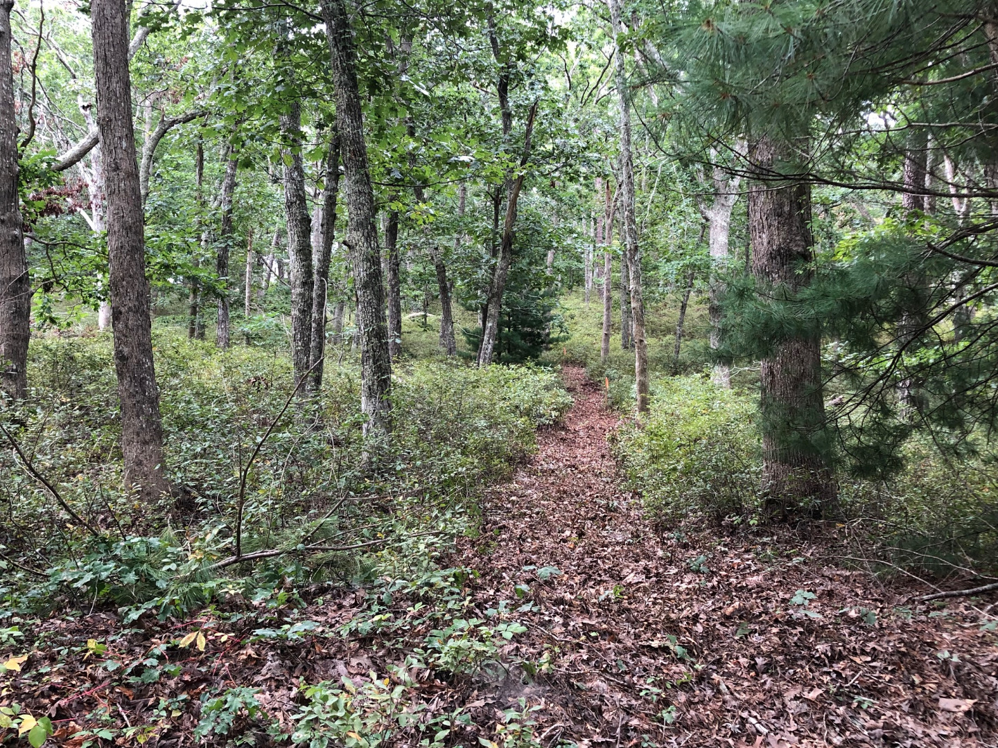200 Golf Club Road Vineyard Haven, MA 02568 - Photo 3 of 15 New brush-cut path