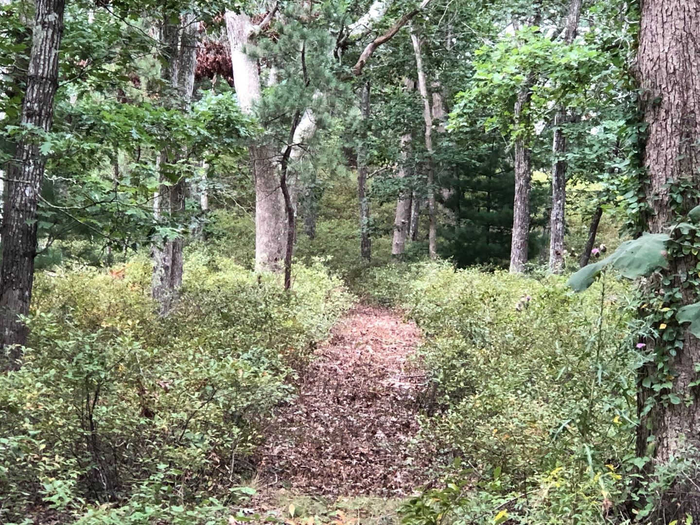 200 Golf Club Road Vineyard Haven, MA 02568 - Photo 4 of 15 New brush-cut path