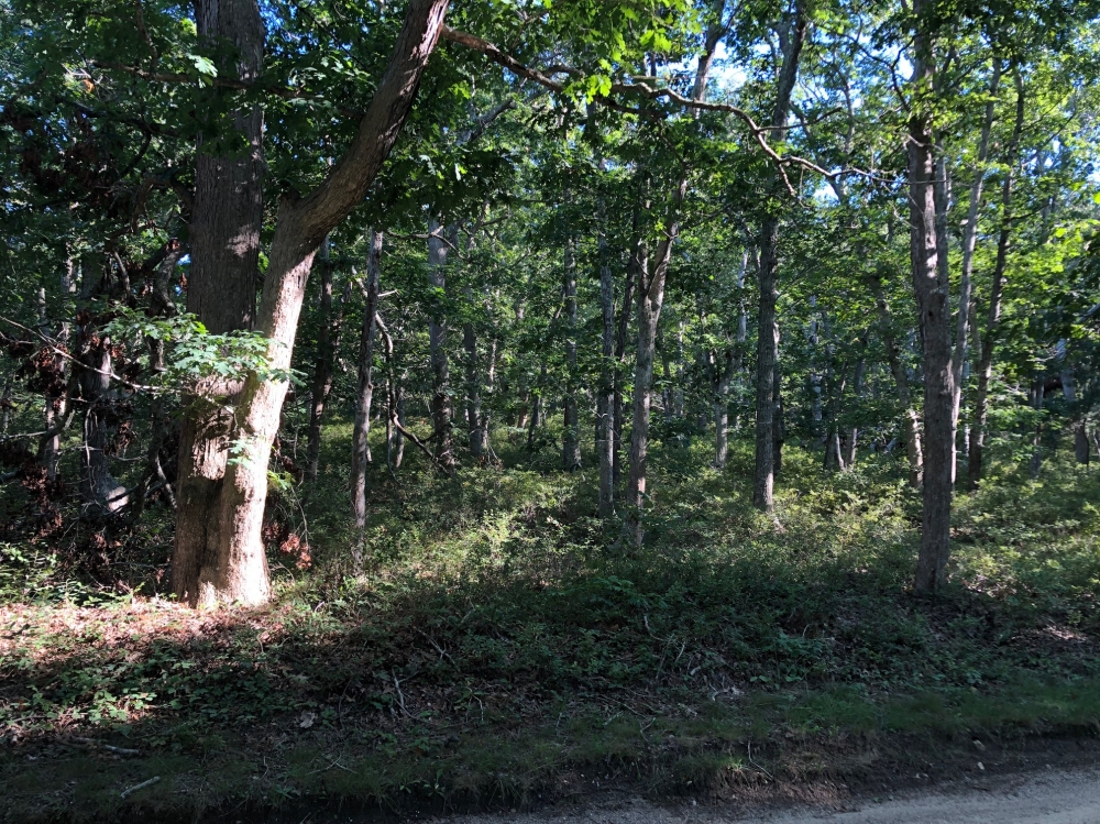 200 Golf Club Road Vineyard Haven, MA 02568 - Photo 9 of 15 Flatter section