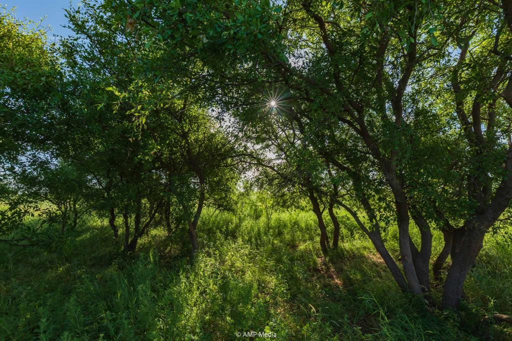 440 C R 440 Rotan, TX 79546 - Photo 26 of 33 a view of a lush green forest
