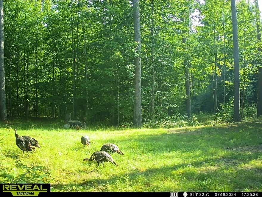 0 Pond Road Malone, NY 12953 - Photo 5 of 13 Gallery Image 5