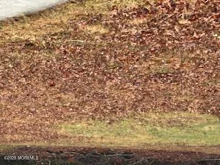 a picture of a tree