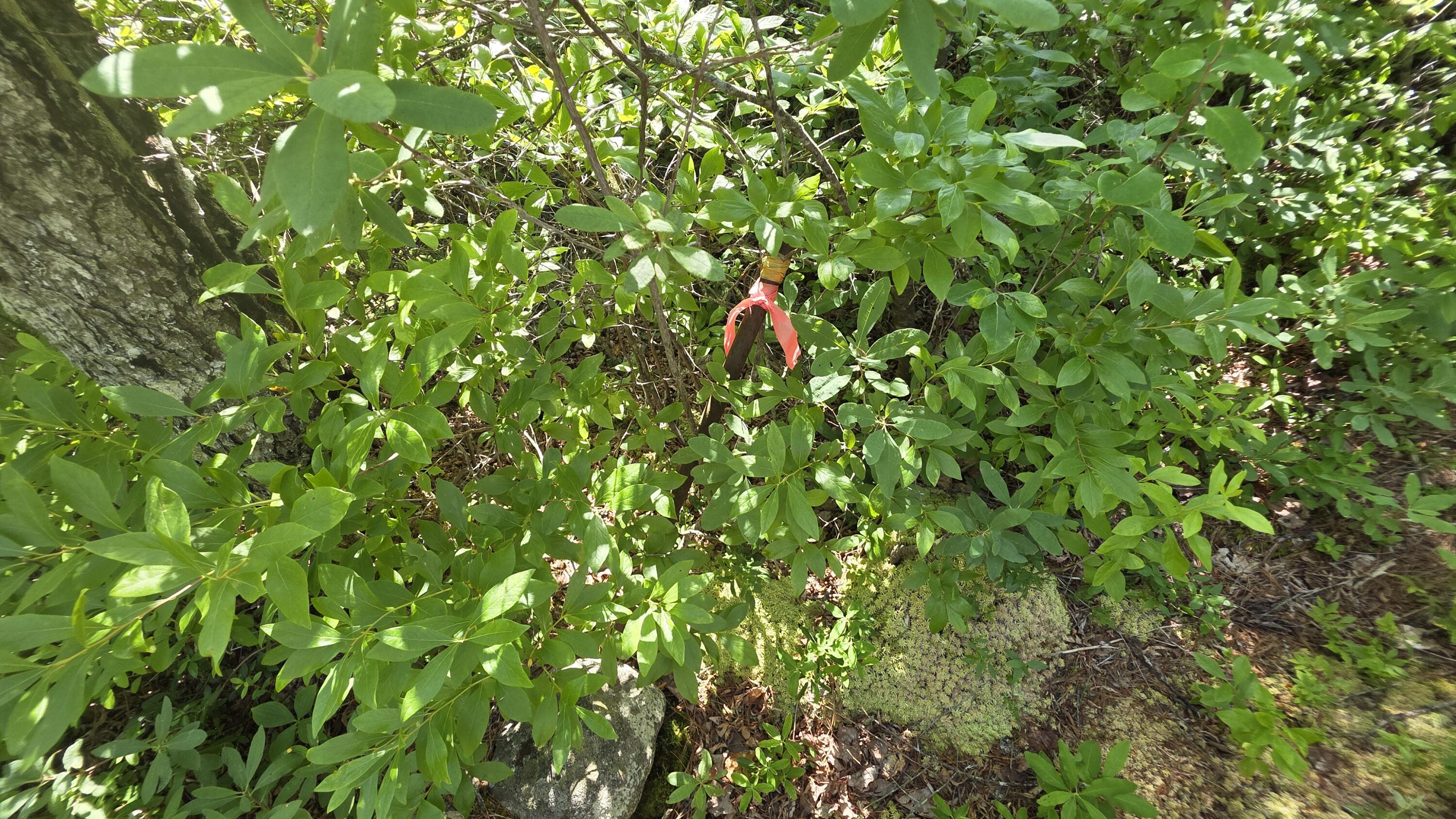 1 Map Road Jonesboro, ME 04648 - Photo 6 of 25 20260728_145811