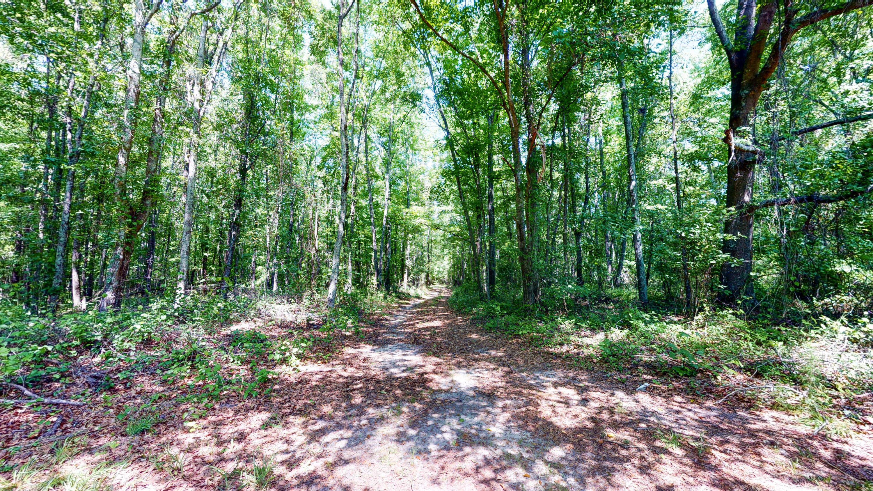 260 Holmes Pond Road Johnston, SC 29832 - Photo 12 of 16