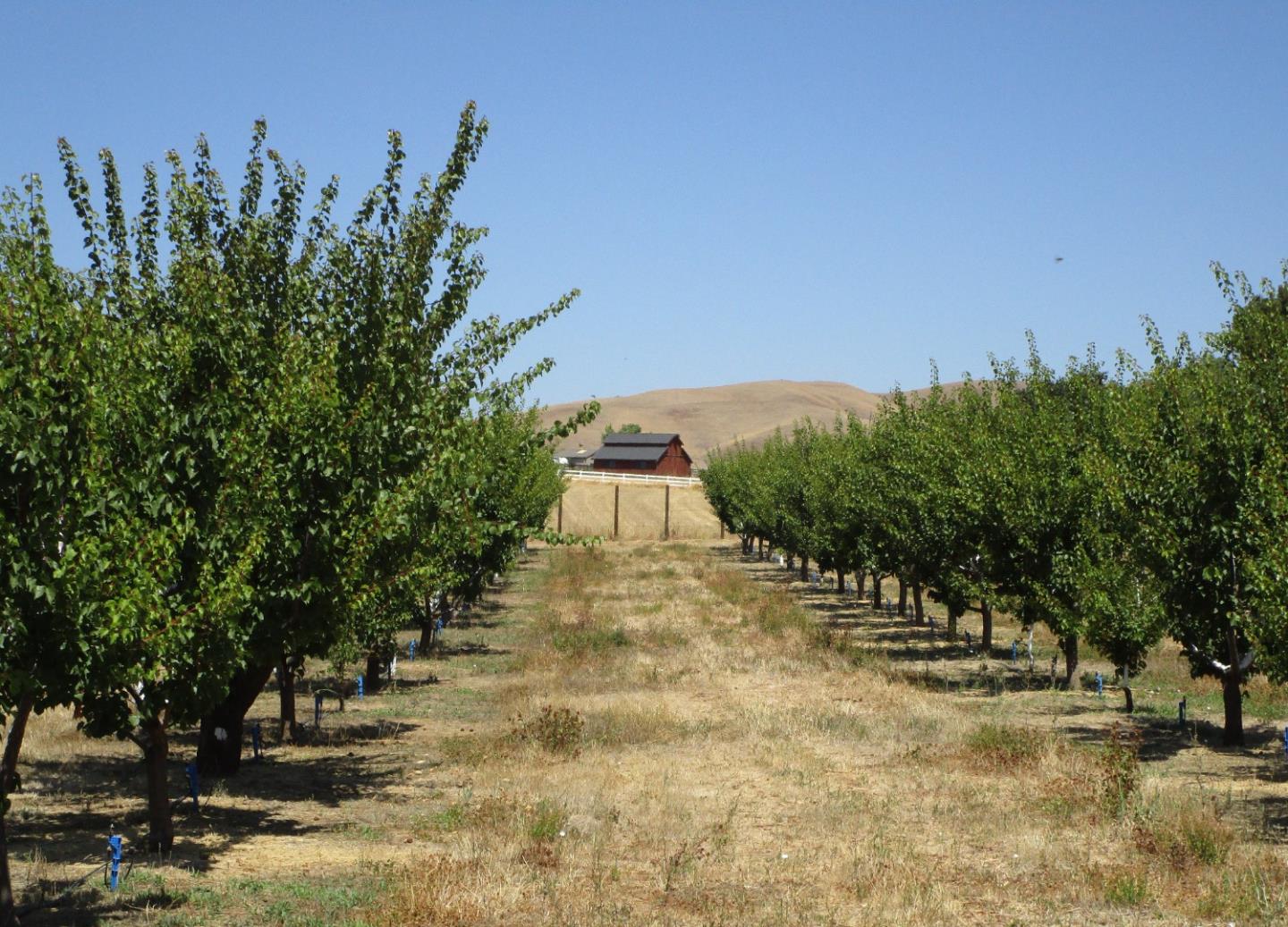 1320 Spring Grove Road Hollister, CA 95023 - Photo 41 of 51 a view of a yard with plants and trees