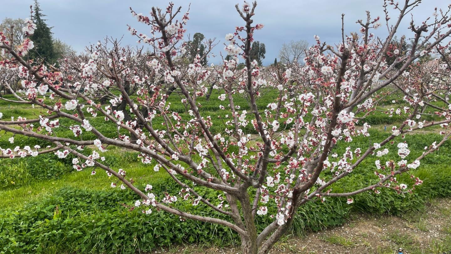 1320 Spring Grove Road Hollister, CA 95023 - Photo 44 of 51 a backyard of a house with lots of green space